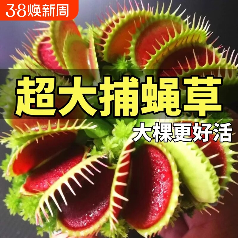 超大捕蝇草盆栽猪笼草耐寒绿植物食虫草食人花卉好养活室内驱蚊