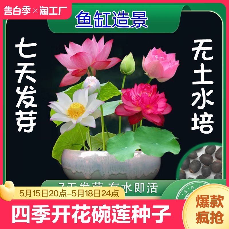 四季开花碗莲种子水培植物花卉室内庭院鱼缸水养藕苗荷花睡莲盆栽