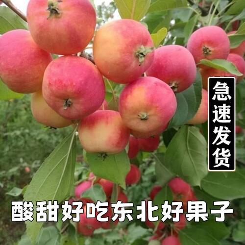 东北应季海棠果酸甜水果小苹果