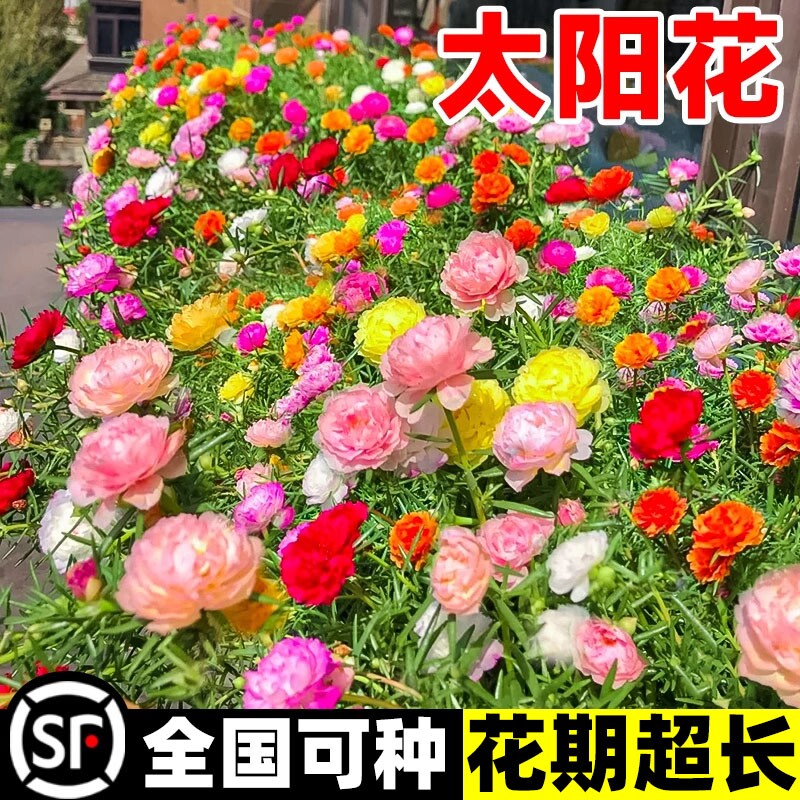 太阳花种孑重瓣花种籽春秋开花格桑花花籽百日草庭院种植易活种子