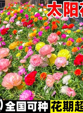 风畔春秋开花易活花籽多年生
