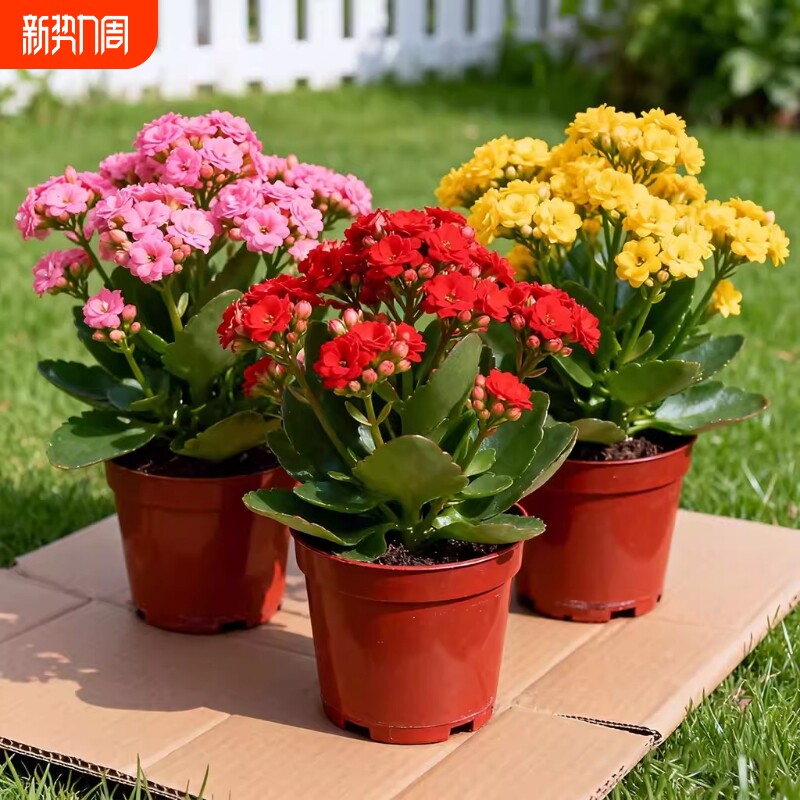 长寿花盆栽重瓣大花苞四季开花室内外桌面阳台植物耐旱花卉