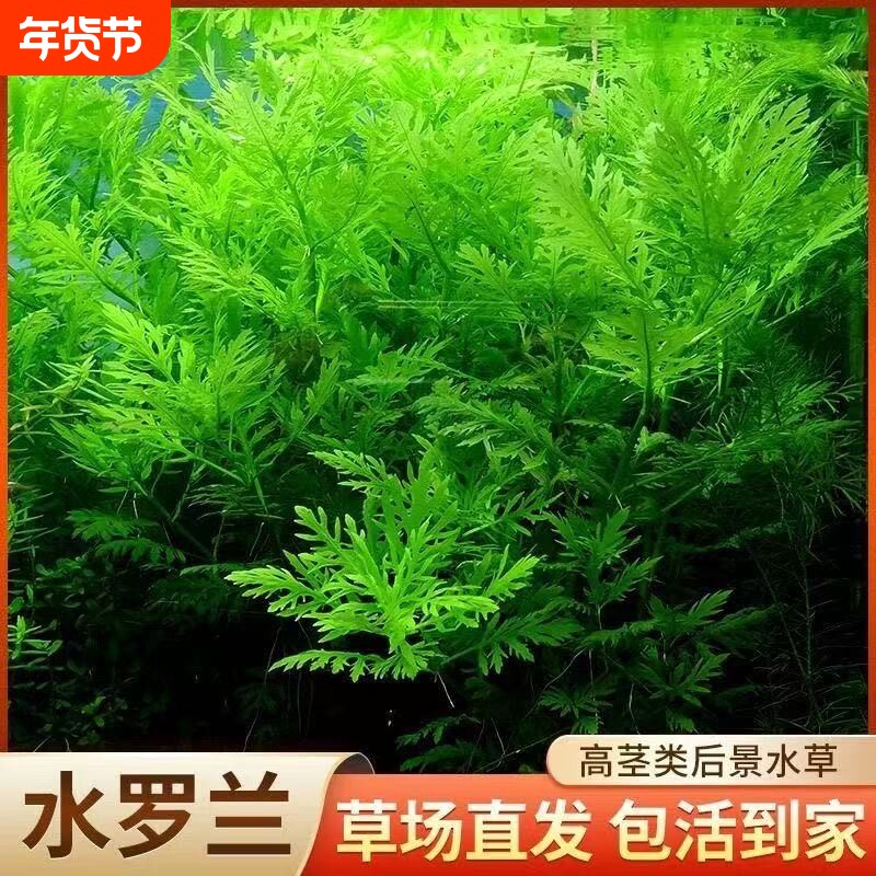 水罗兰沉底阴性全套水草懒人鱼缸造景净水增氧生态缸水培植物淡水