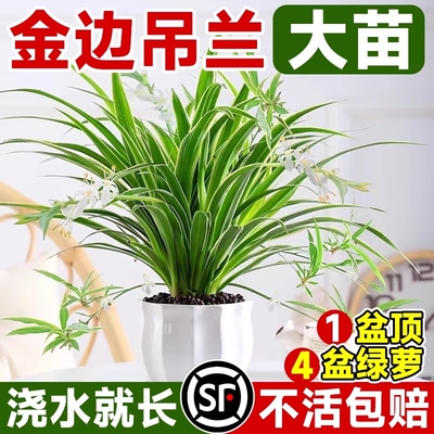 金边吊兰植物室内好养活花卉盆栽桌面小绿植水培垂吊客厅阳台大盆
