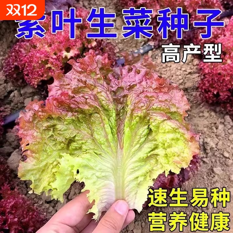 紫叶生菜种子大全奶油生菜种籽孑罗马农家春夏秋季菜籽种