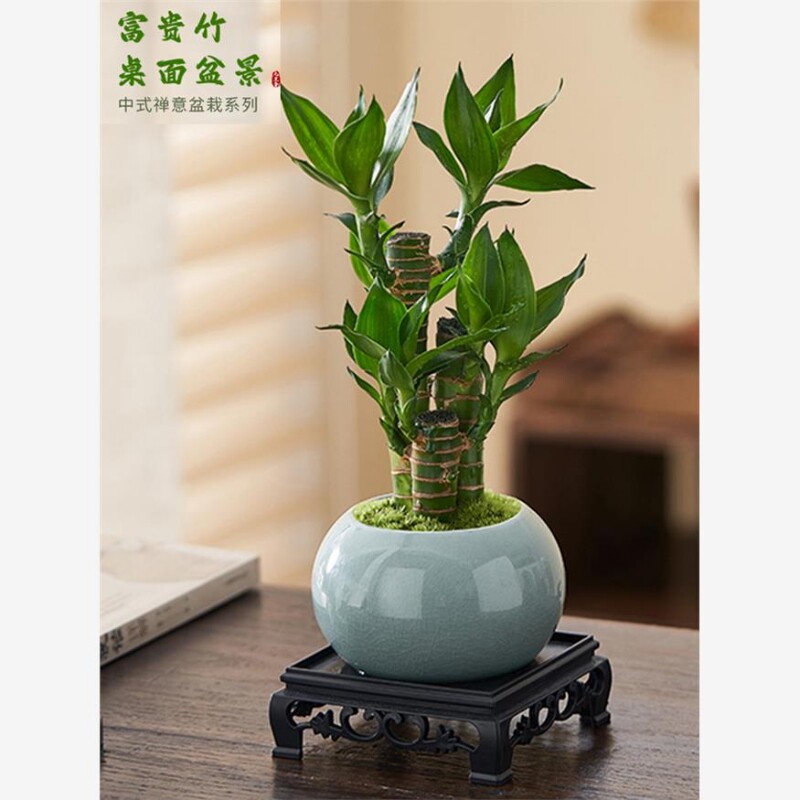 富贵竹室内植物节节高桌面绿植好养步步高花卉文昌竹客厅招财盆栽