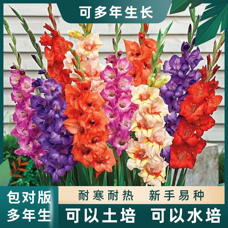 重瓣剑兰唐菖蒲小苍兰种球多年生植物庭院阳台盆栽耐寒热花卉绿植