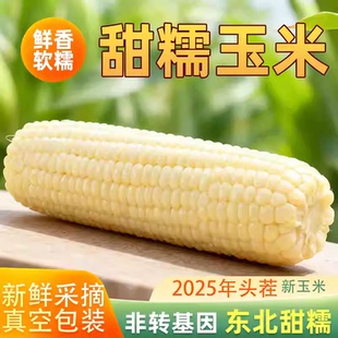 25年头茬白糯玉米东北糯玉米新鲜甜糯玉米真空包装黏甜玉米棒代餐