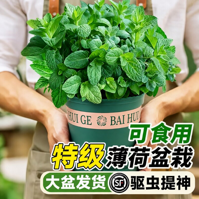 薄荷盆栽可食用植物迷迭香留兰香薄荷大苗叶室内桌面绿植四季好养图片