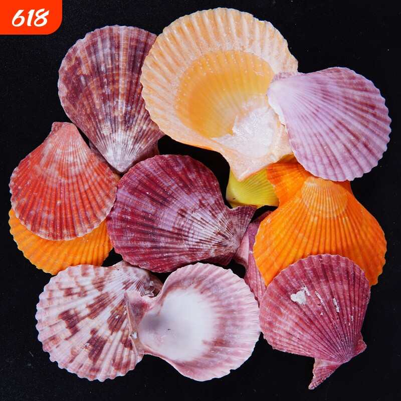 天然彩贝扇贝壳手工幼儿园学校diy装饰摆件摄影家居水族鱼缸造景