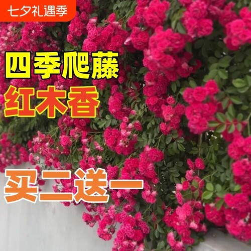 四季红木香花苗爬藤植物庭院无刺