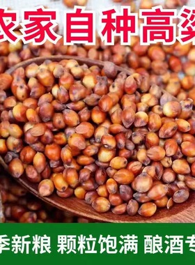 农家现货带皮红高粱酿酒新及糯红高粱酿醋贵州粳高粱米