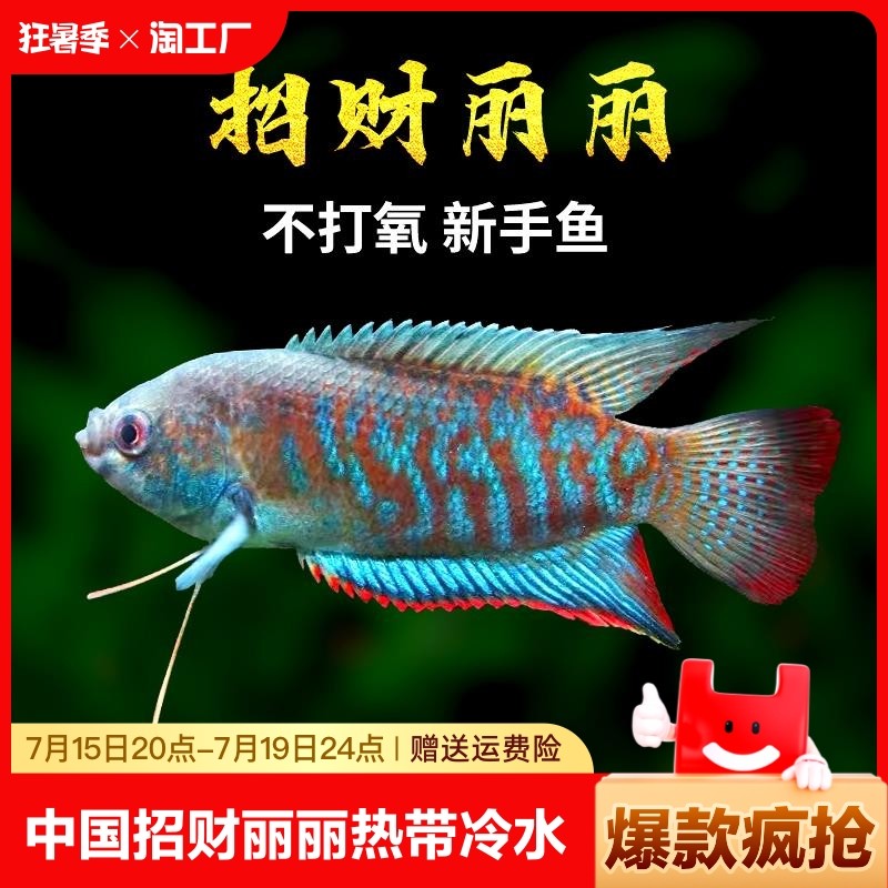 中国斗鱼招财丽丽鱼热带冷水观赏鱼小型淡水新手不打氧好养耐活鱼