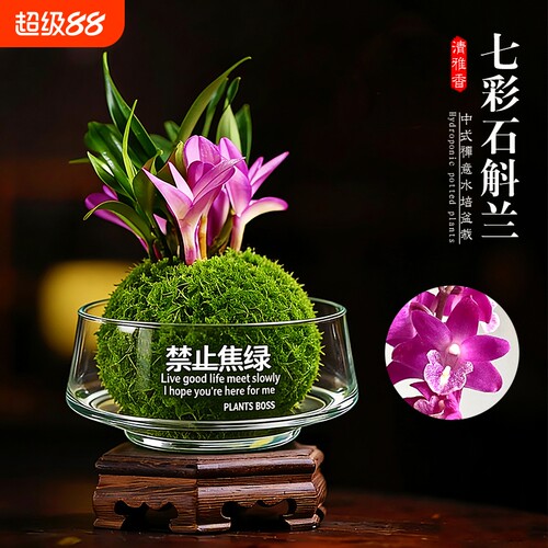 水培苔藓球盆栽七彩香水石斛兰花苗室内桌面懒人四季好养花卉绿植