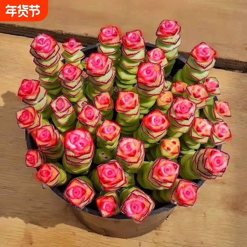 牡丹钱串群生招财钱串花卉盆栽多肉植物办公室阳台防辐射绿植新款