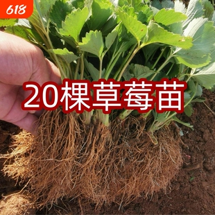 四季草莓苗奶油盆栽带土带盆牛奶草莓秧苗种籽子带花带果种植西瓜