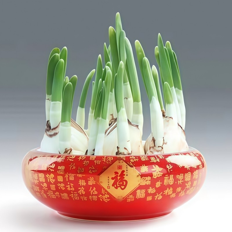 水仙花种球水培植物耐寒洋水仙好养易活室内外阳台桌面盆栽水仙花