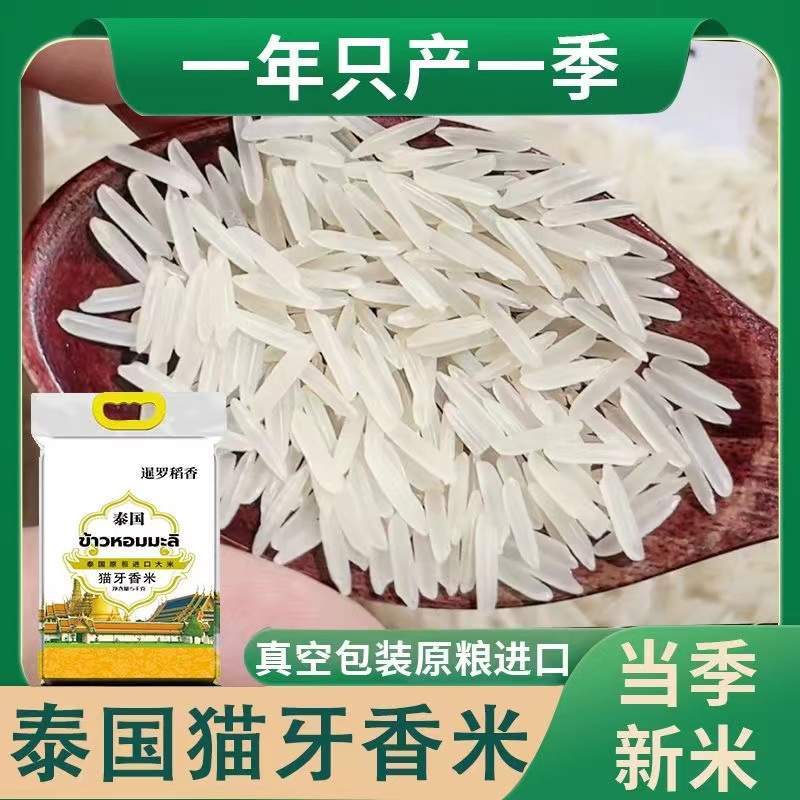 泰国原粮进口猫牙香米长粒香