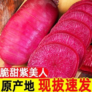 山东寿光紫凤梨美人水果萝卜5-9斤甜脆青红皮潍坊心里美包邮
