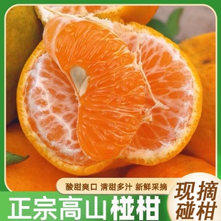 正宗四川高山碰柑现摘爆汁当季新鲜水果桔子碰柑