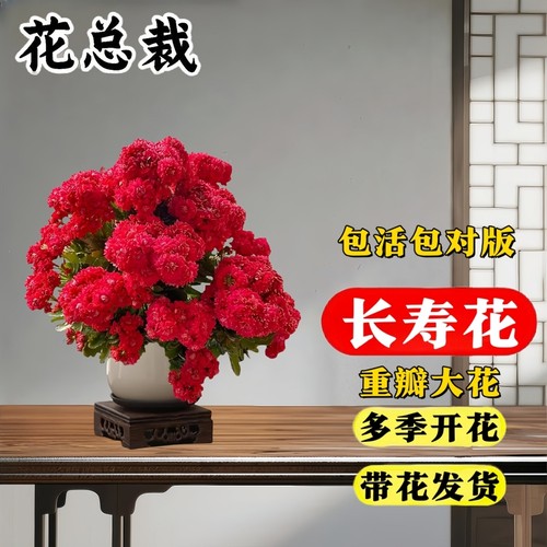 长寿花好养30天养死包赔大花苗