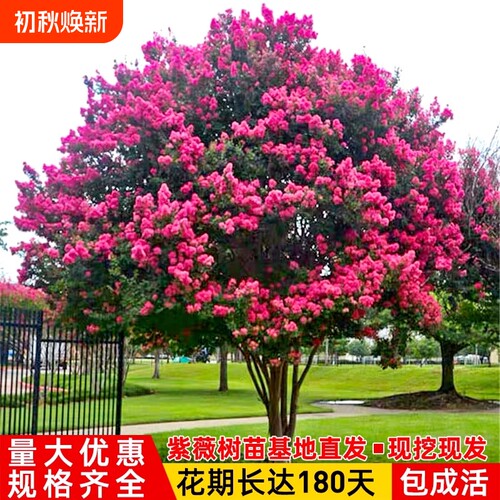 红紫薇树苗庭院花卉大苗植物