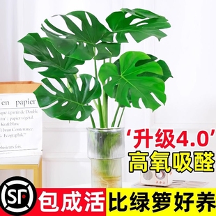 水培龟背竹盆栽净化空气水养富贵竹室内桌面客厅绿植物好养活四季