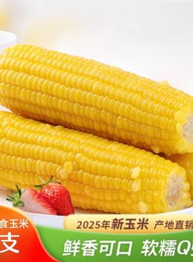 10支装大棒黄糯玉米真空包装锁鲜非转基因正宗东北甜糯玉米早餐