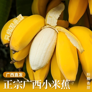 正宗广西小米蕉香蕉新鲜水果当季整箱苹果蕉自然熟蕉绿现摘大果
