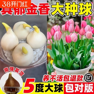 郁金香种球种子盆栽土培水培带花苞原生五度球花卉好养活水仙百合