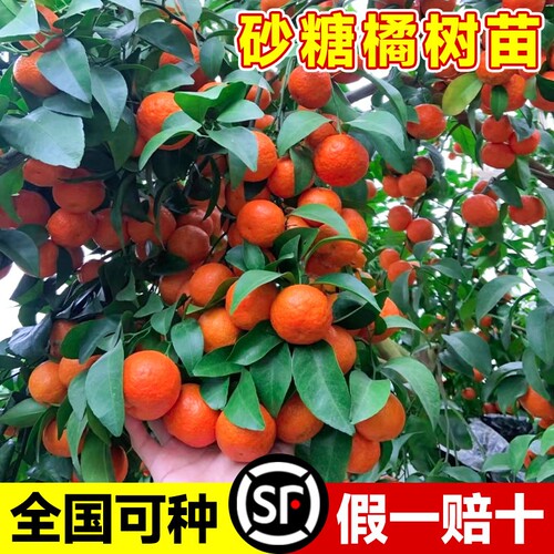 全网正宗树苗广西砂糖橘南北方柑桔无籽橘树果苗橘子树庭院果树