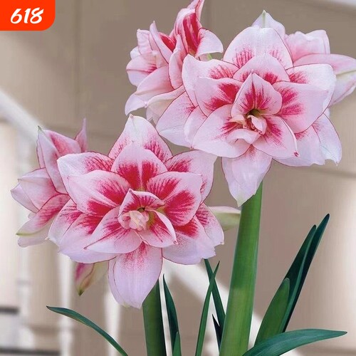 正品特大朱顶红四季开花自然开花客厅办公新年装饰品春节重瓣阳台