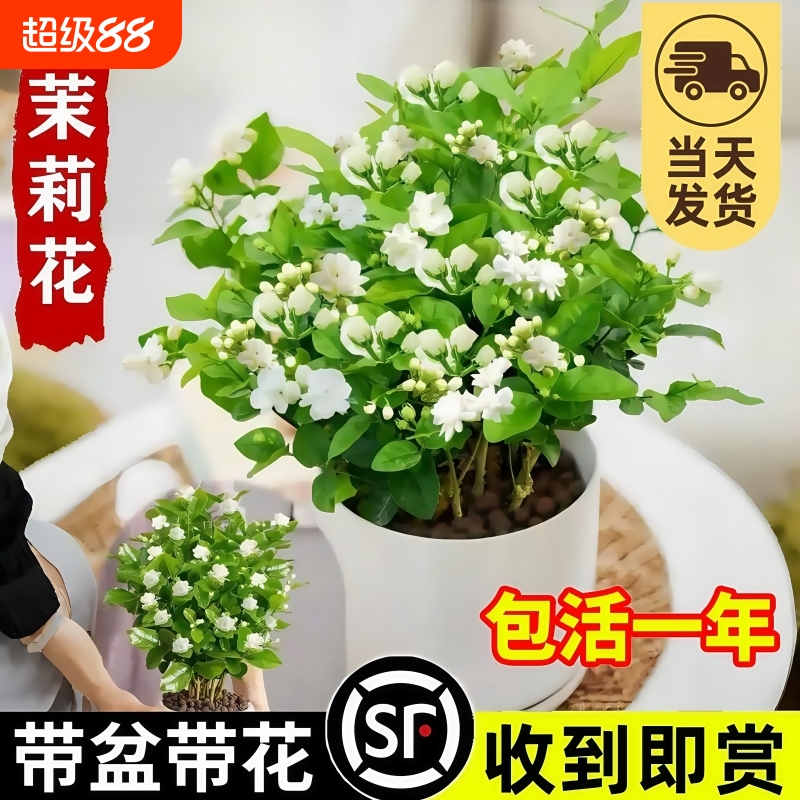 茉莉花苗盆栽带花苞|555人收藏