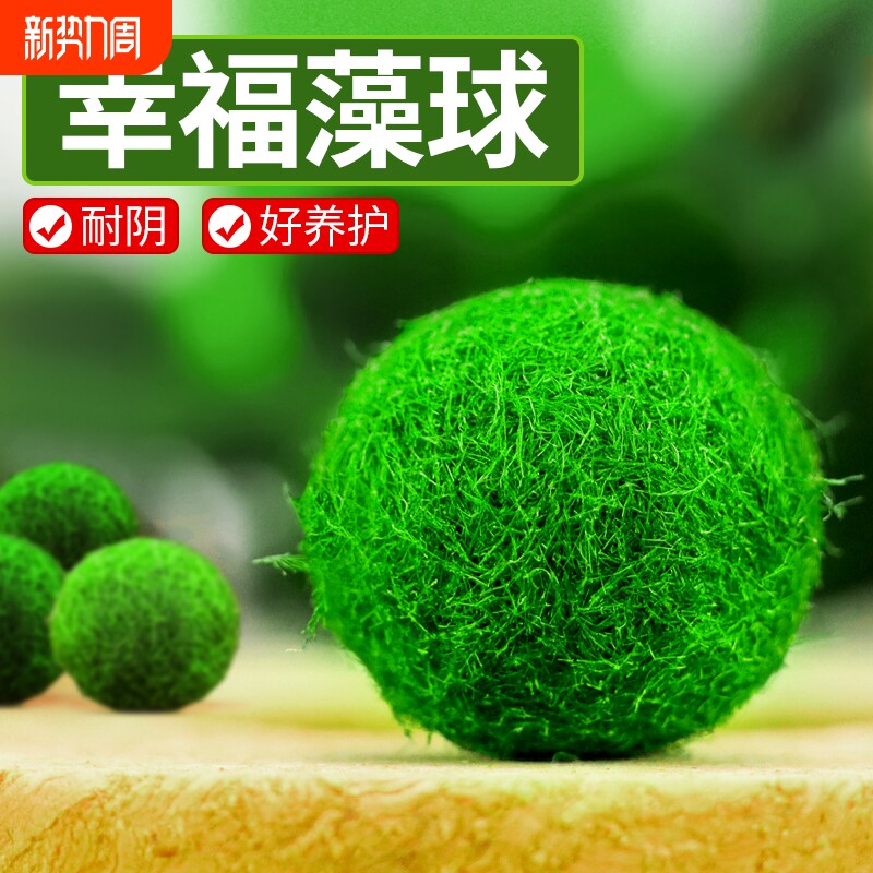 marimo马里莫宠物海藻球微景观生态瓶办公室水培植物绿球藻营养