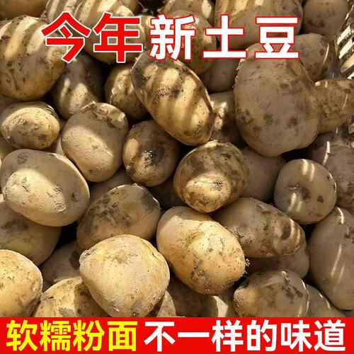 恩施富硒小土豆现挖新