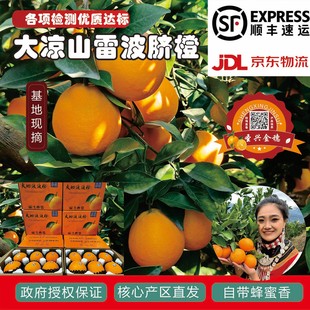 正宗雷波脐橙当季水果5斤10斤优质大果产地直发新鲜