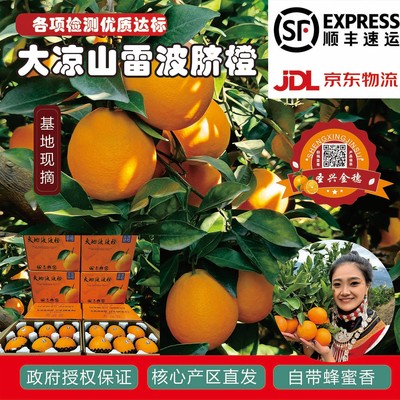 正宗雷波脐橙当季水果5斤10斤优质大果产地直发新鲜