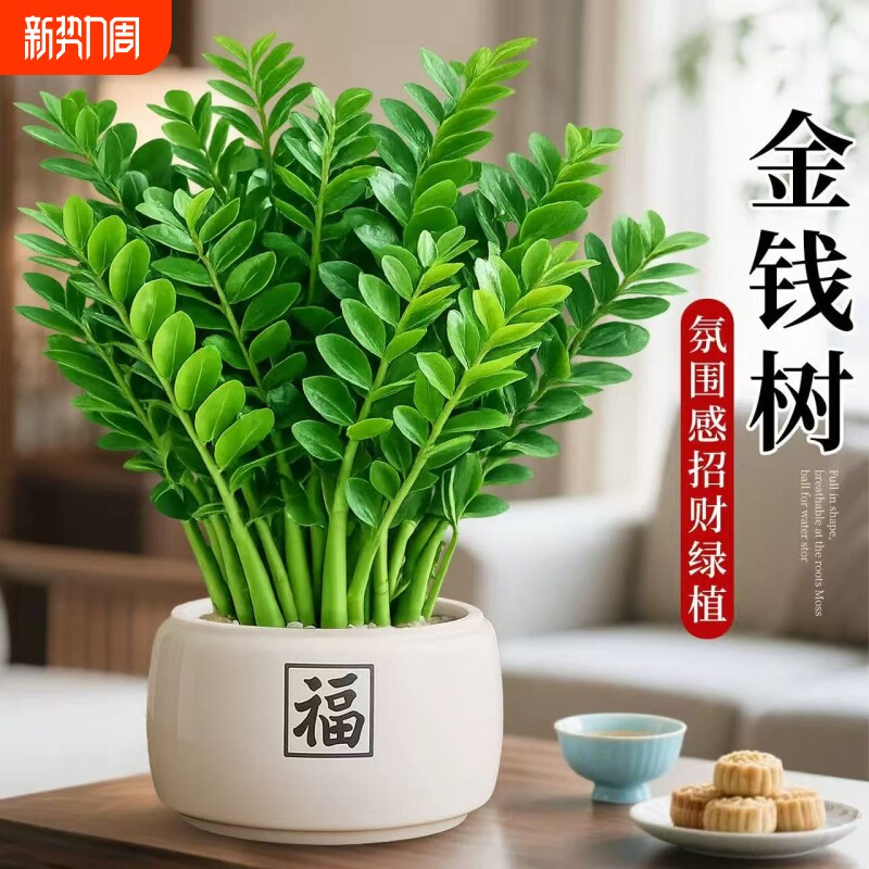 金钱树绿植盆栽特级室内办公室桌面客厅四季好养植物发财树摇钱树
