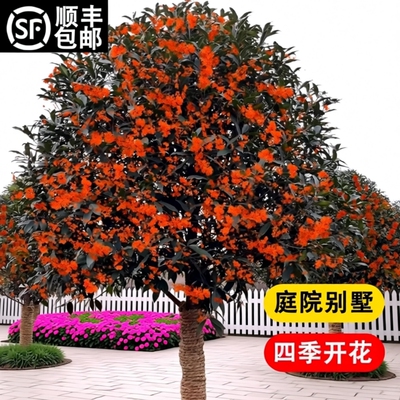 桂花树苗庭院地栽金桂丹桂浓香型花卉盆栽植物四季桂阳台开花原生