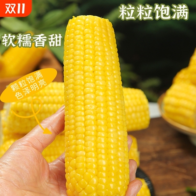 长白山黄糯玉米香甜拉丝糯香皮薄