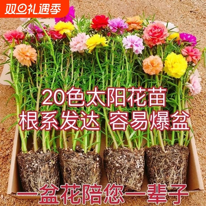 好养重瓣太阳花苗带根带花苞盆栽花卉阳台四季开花绿植物室内室外