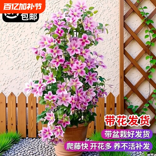 乌托邦铁线莲大苗爬藤植物绿植花卉盆栽银币阳台四季开花带花啤酒