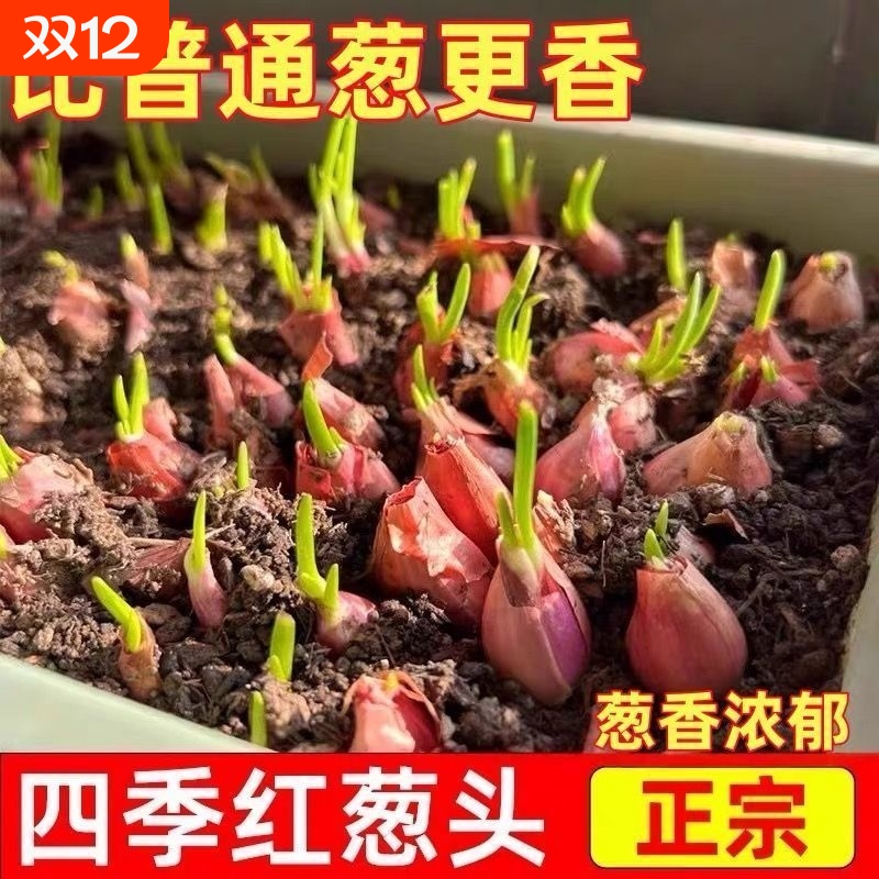 正宗小香葱红葱头四季耐热易活蔬菜种子当季室内