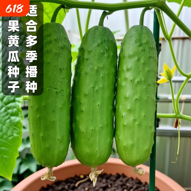 水果黄瓜种子适合多季种植水果蔬菜种籽大田阳台盆栽高产玉女奶油