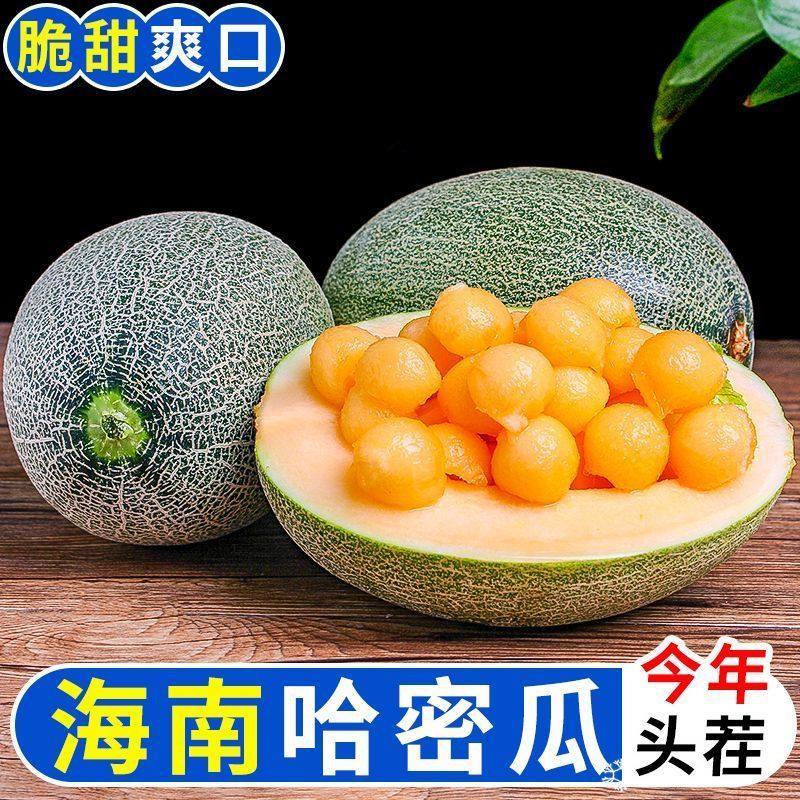 正宗海南哈密瓜新鲜薄皮西州蜜25号蜜瓜整箱应当季大果瓜孕妇可食,水产肉类/新鲜蔬果/熟食,哈密瓜,淘宝优惠券,粉丝福利购,淘宝优惠卷