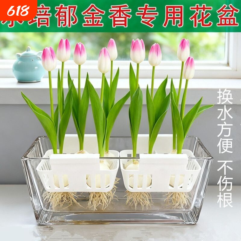 水培郁金香玻璃花盆含定植篮水养种球透明器皿固定蓝支架方形桌面