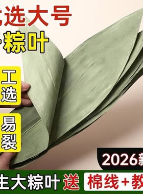 特大号野生干粽叶粽子叶新鲜包粽子箬叶必备粽叶干大号家用干现摘
