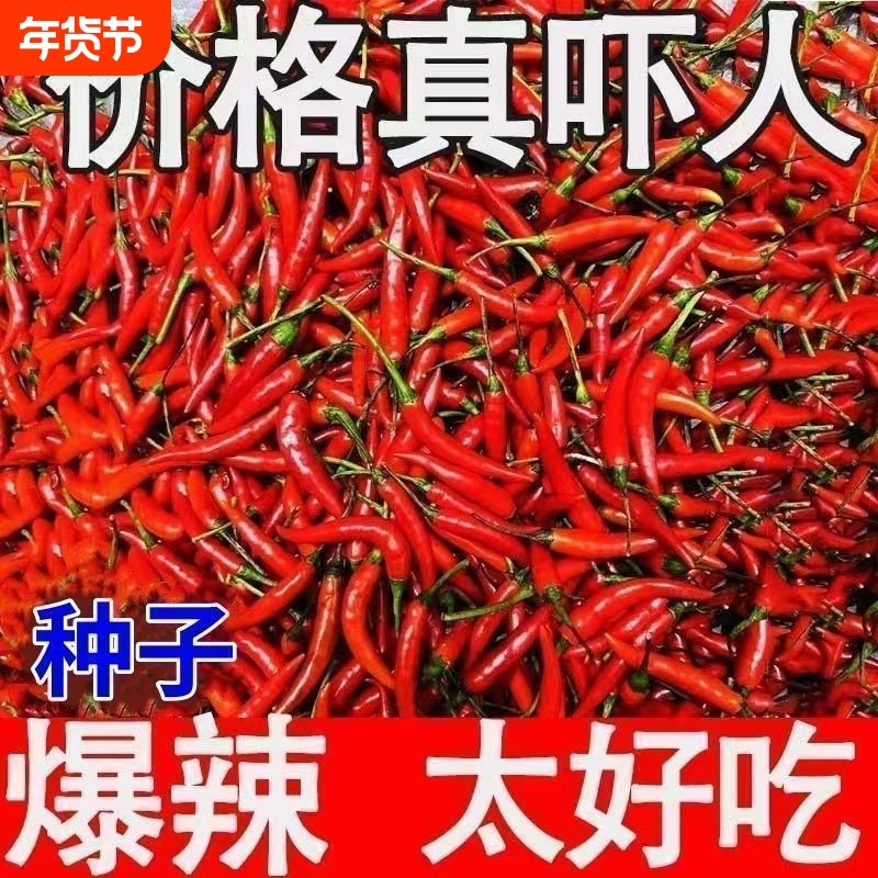 小米辣小米椒超辣薄皮土红辣椒指天椒特辣朝天椒特辣辣椒种子