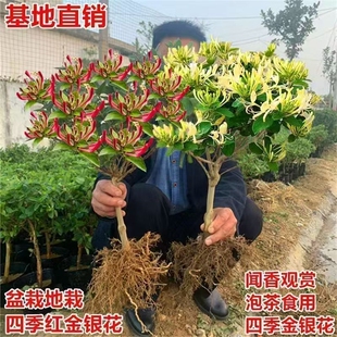 金银花树苗食用树形四季浓香型黄白盆栽老桩爬藤植物阳台庭院绿植