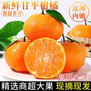 正宗新鲜甘平柑橘新鲜采摘水果整箱当季非粑粑柑桔子大果橘子包邮
